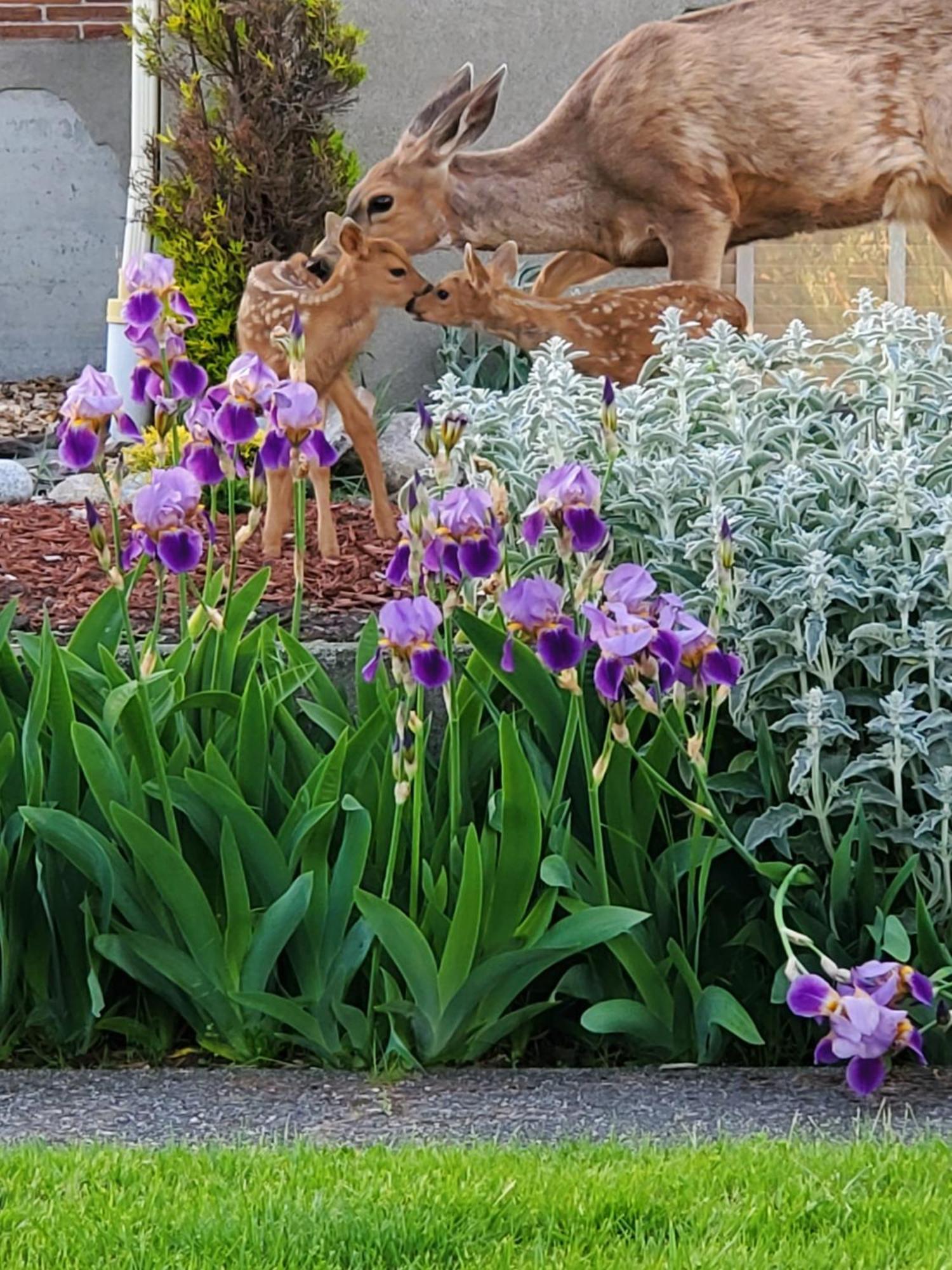 Adams Pragge House - Victorian Bed & Breakfast Port Townsend Ngoại thất bức ảnh